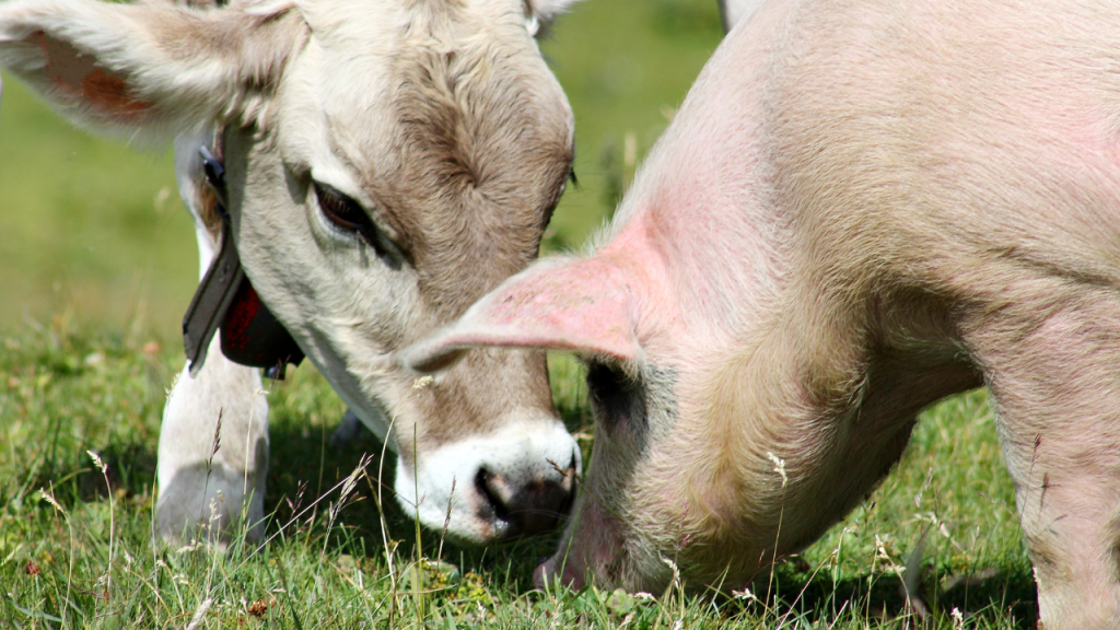 Veganism pros and cons: Animal cruelty free!