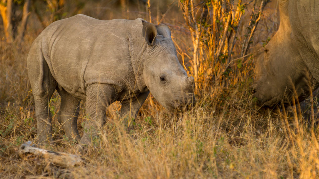 Good news for climate change: 2000 rhinos are being released into the wild.