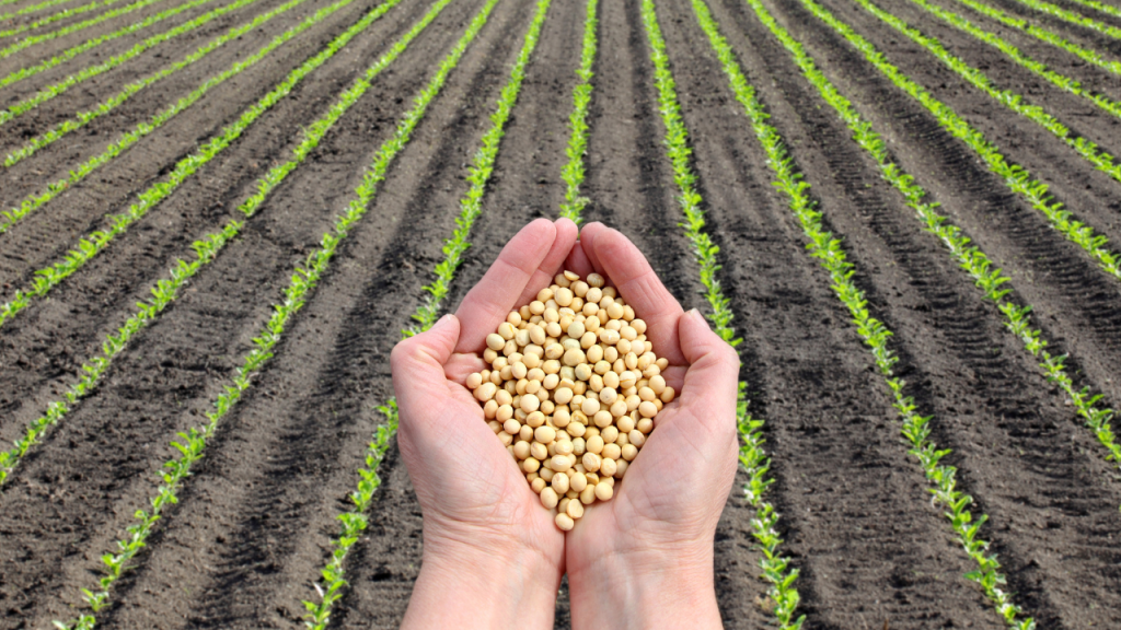 Veganism pros and cons: Con, growing soy beans requires a lot of space.
